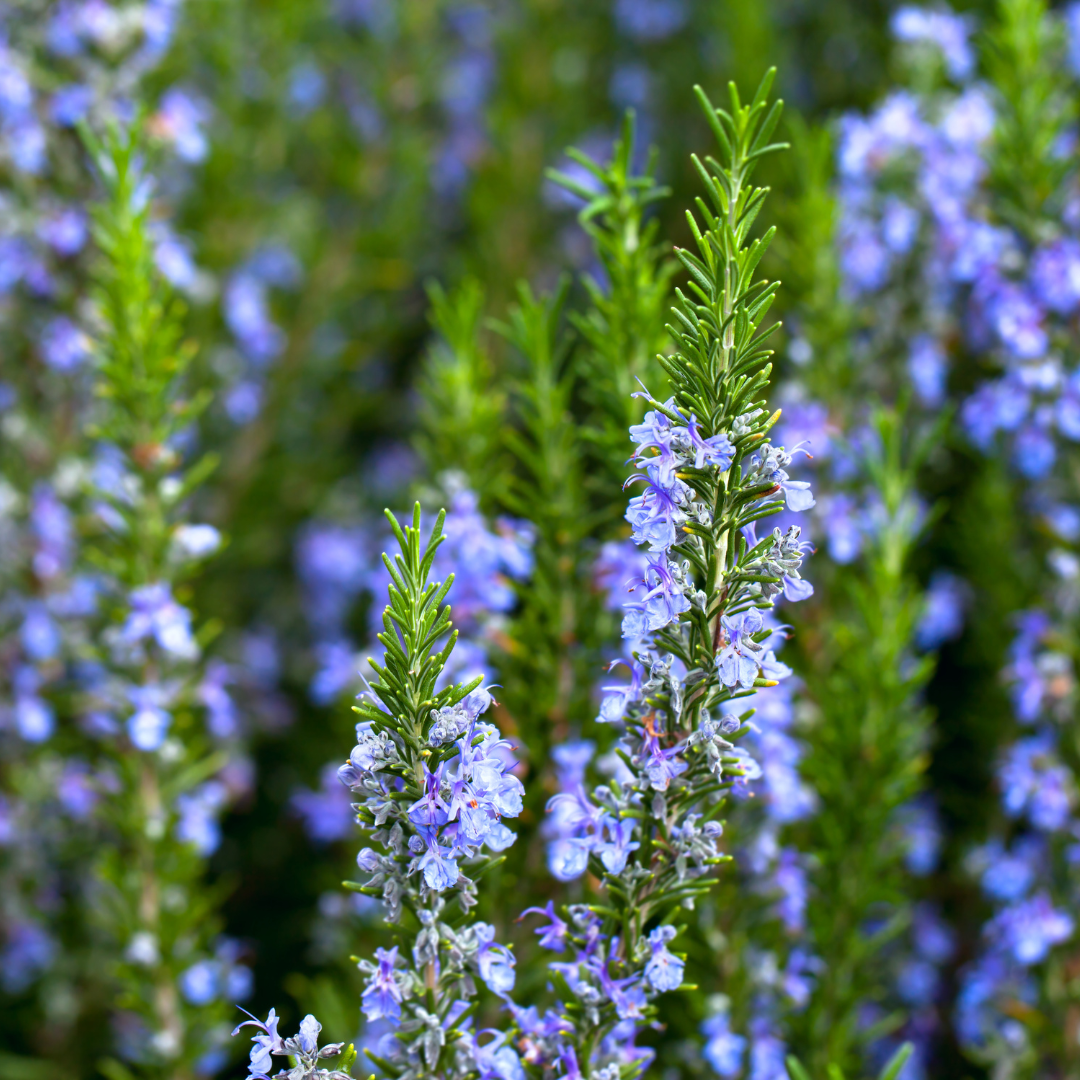 Rosmarinpflanzen mit kleinen violetten Blüten